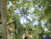 2009-05-28-042-Nigela
