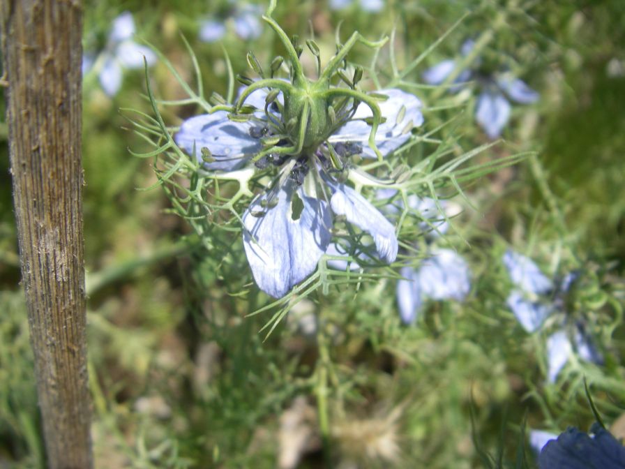 2009-05-28-042-Nigela