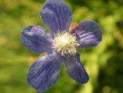 2009-05-29-005-Anchusa