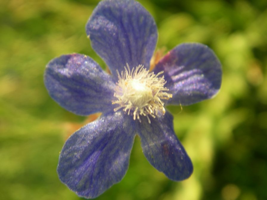 2009-05-29-005-Anchusa