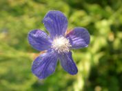 2009-05-29-006-Anchusa