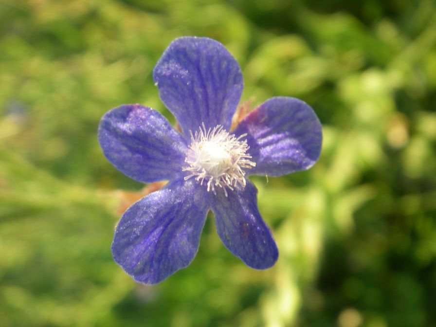 2009-05-29-006-Anchusa