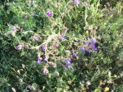 2009-05-29-007-Anchusa