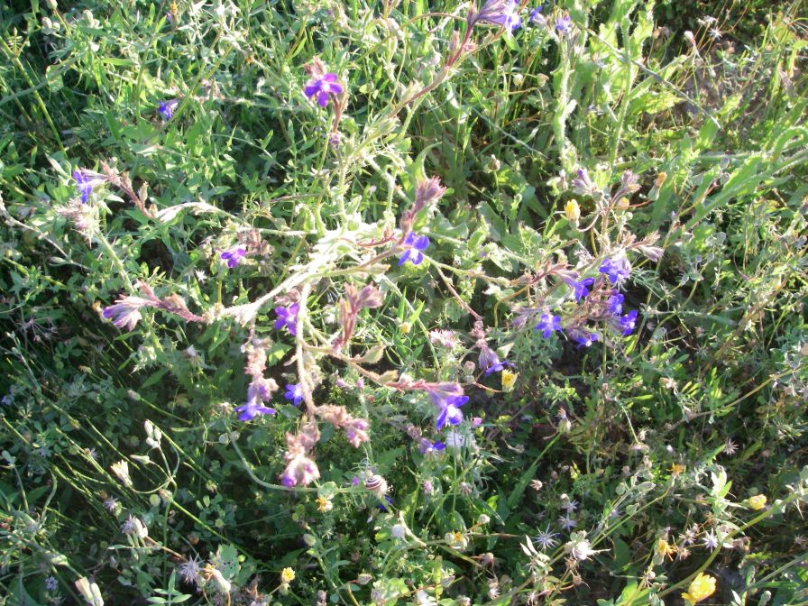 2009-05-29-007-Anchusa