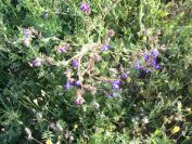 2009-05-29-008-Anchusa