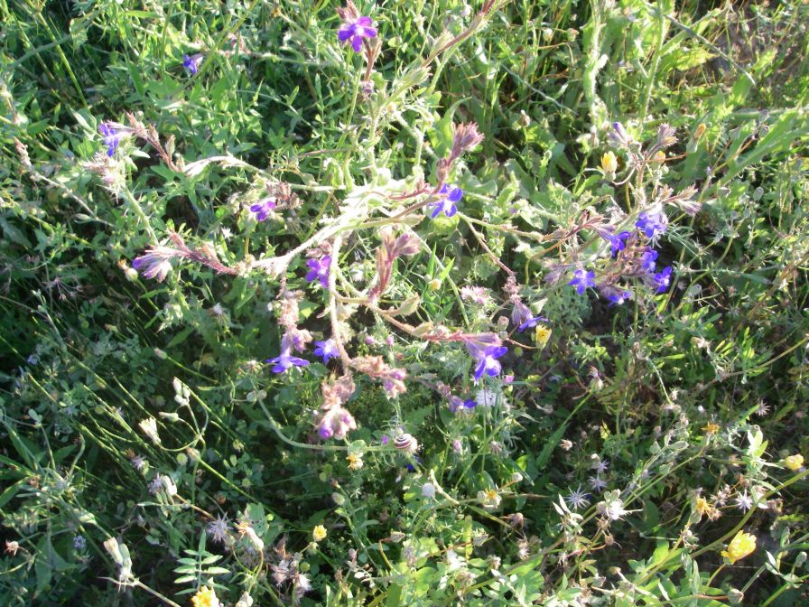 2009-05-29-008-Anchusa