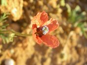 2009-05-29-009-Anenome