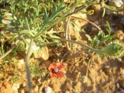2009-05-29-010-Anenome