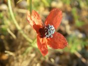 2009-05-29-011-Anenome