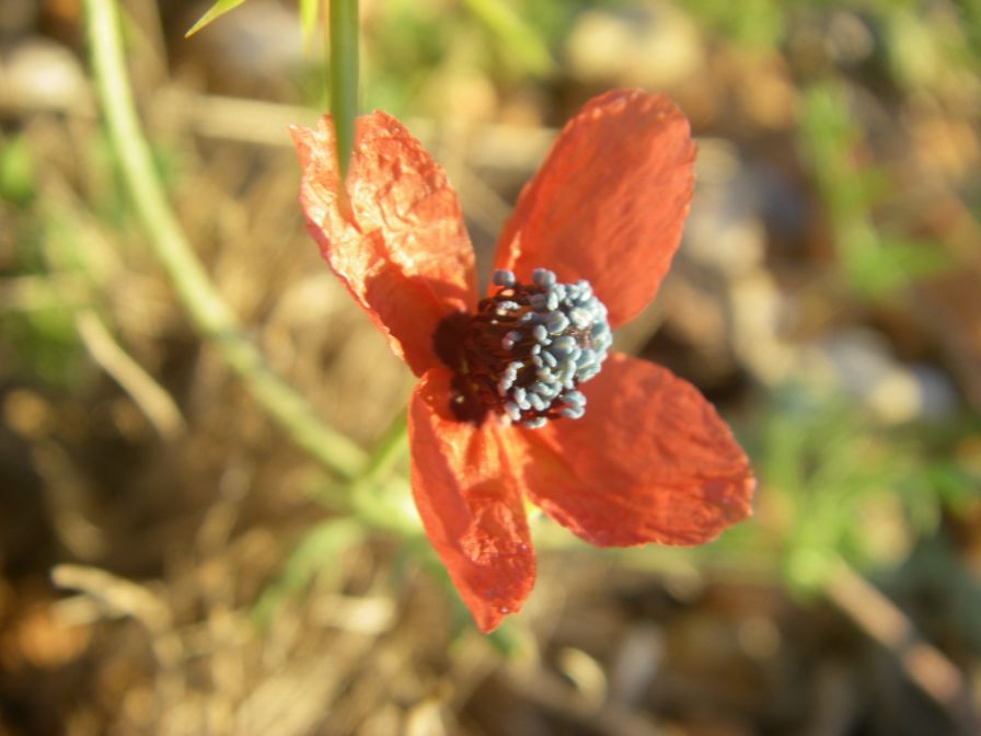 2009-05-29-011-Anenome