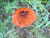 2009-05-29-012-Poppy-Red