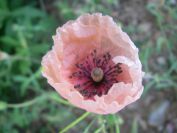 2009-05-29-013-Poppy-Salmon-pink