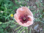2009-05-29-014-Poppy-Salmon-pink