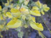 2009-05-29-015-Phlomis-yellow-small