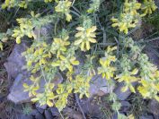 2009-05-29-016-Phlomis-yellow-small