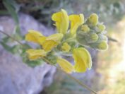 2009-05-29-017-Phlomis-yellow-small