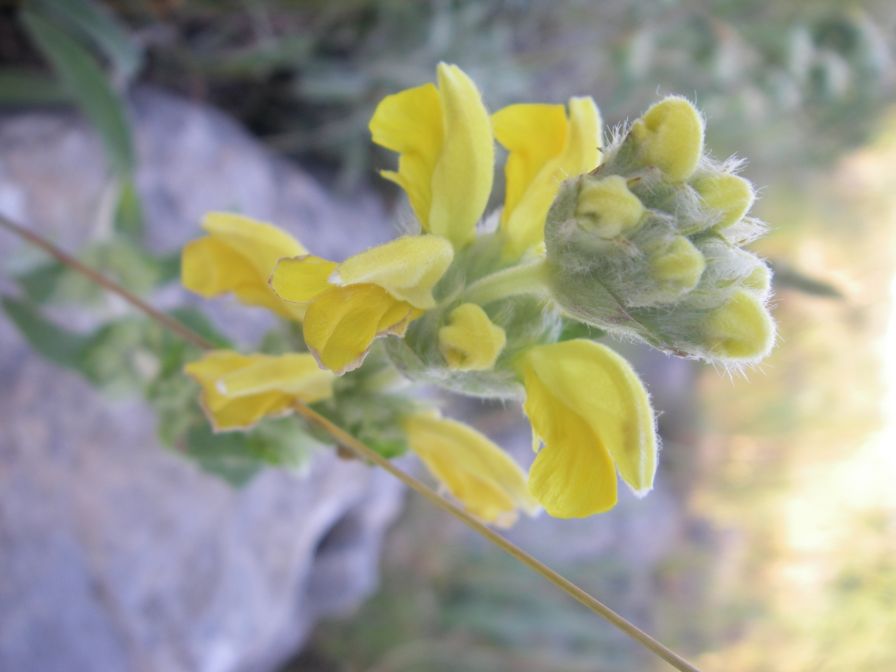 2009-05-29-017-Phlomis-yellow-small