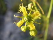 2009-05-29-018-Rue