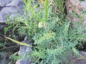 2009-05-29-019-Rue