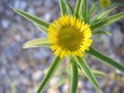 2009-05-29-020-Fleabane