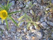 2009-05-29-022-Fleabane