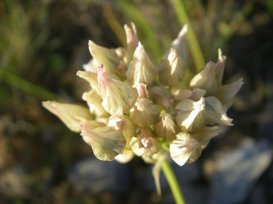 2009-05-29-023-Allium