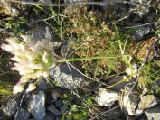 2009-05-29-024-Allium