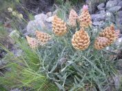 2009-05-29-026-Centauria-Conifera