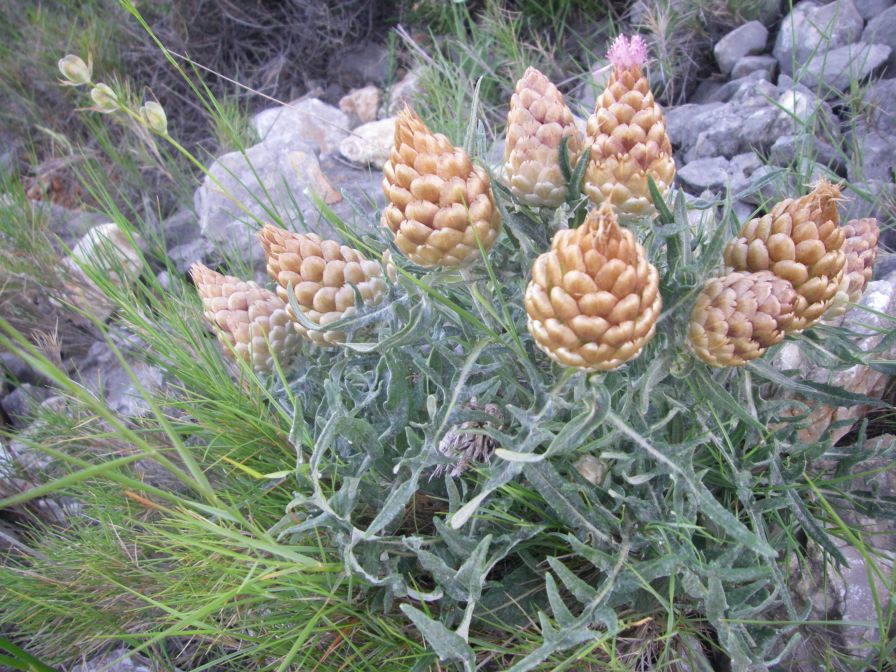 2009-05-29-026-Centauria-Conifera