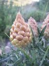 2009-05-29-027-Centauria-Conifera