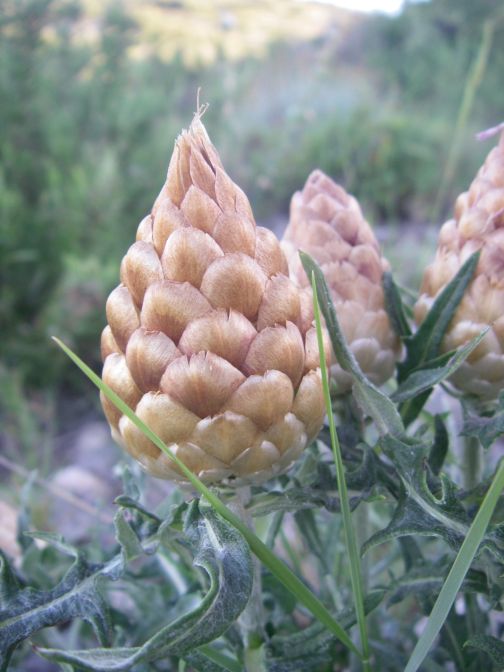 2009-05-29-027-Centauria-Conifera
