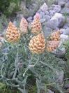 2009-05-29-028-Centauria-Conifera
