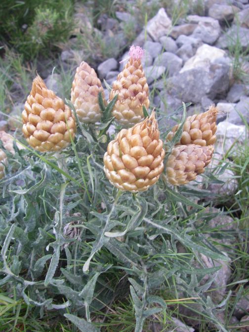 2009-05-29-028-Centauria-Conifera