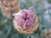 2009-05-29-029-Centauria-Conifera
