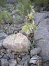 2009-05-29-030-Unknown-Bulb