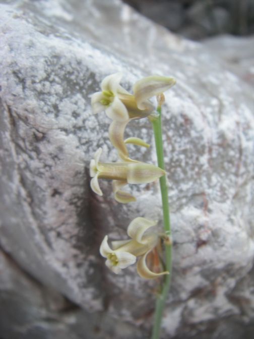 2009-05-29-031-Unknown-Bulb