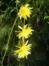 2009-05-29-040-Unknown-yellow-daisy