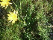 2009-05-29-042-Unknown-yellow-daisy
