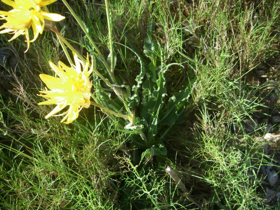 2009-05-29-042-Unknown-yellow-daisy
