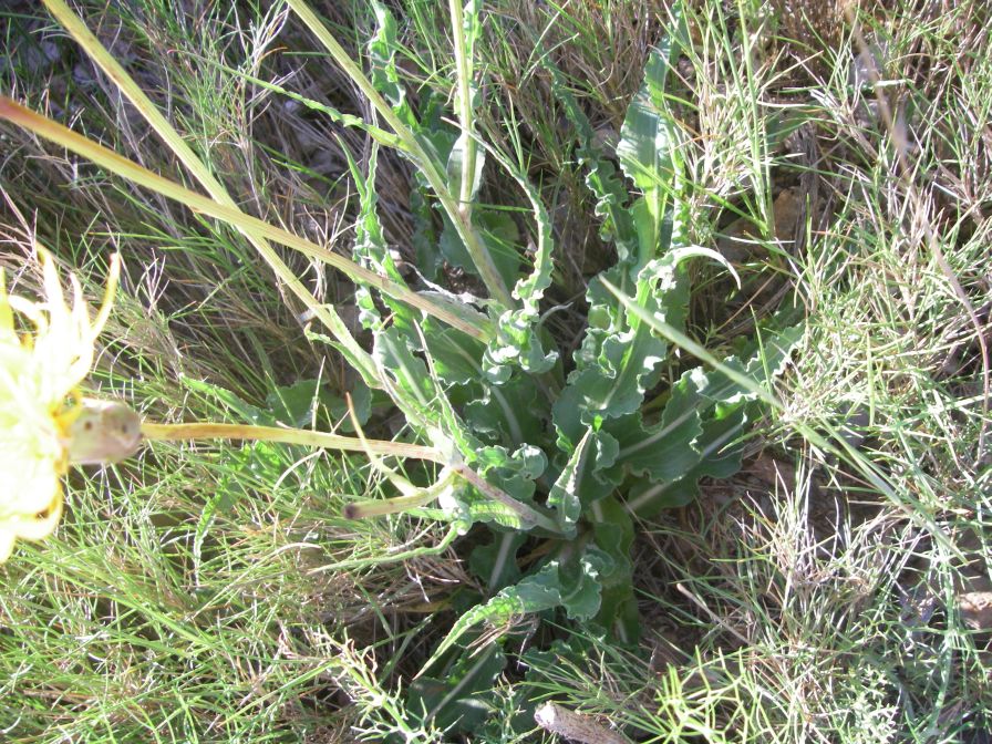 2009-05-29-043-Unknown-yellow-daisy