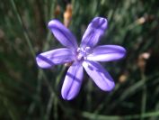 2009-05-29-047-Blue-rush-flower