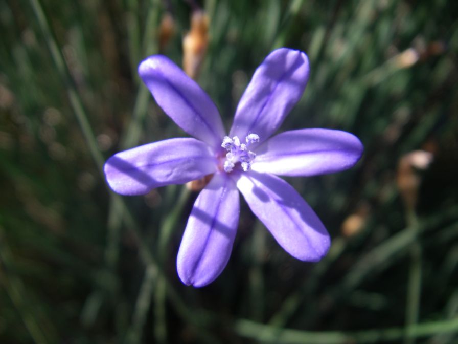 2009-05-29-047-Blue-rush-flower