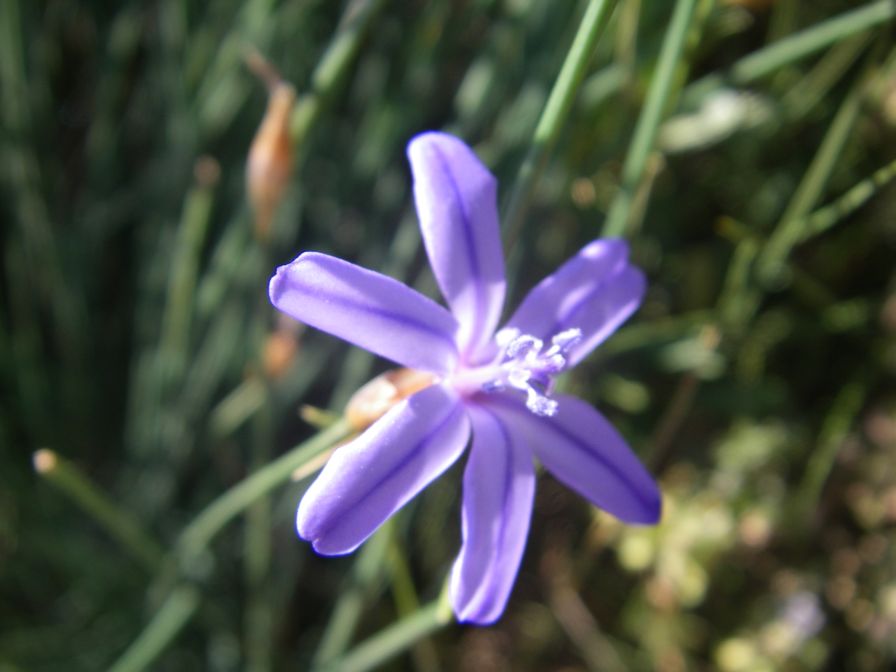 2009-05-29-049-Blue-rush-flower