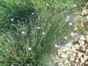 2009-05-29-050-Blue-rush-flower