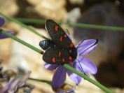 2009-05-29-051-Moth