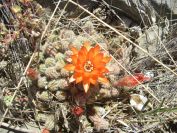 2009-05-29-058-Garden-Cactus