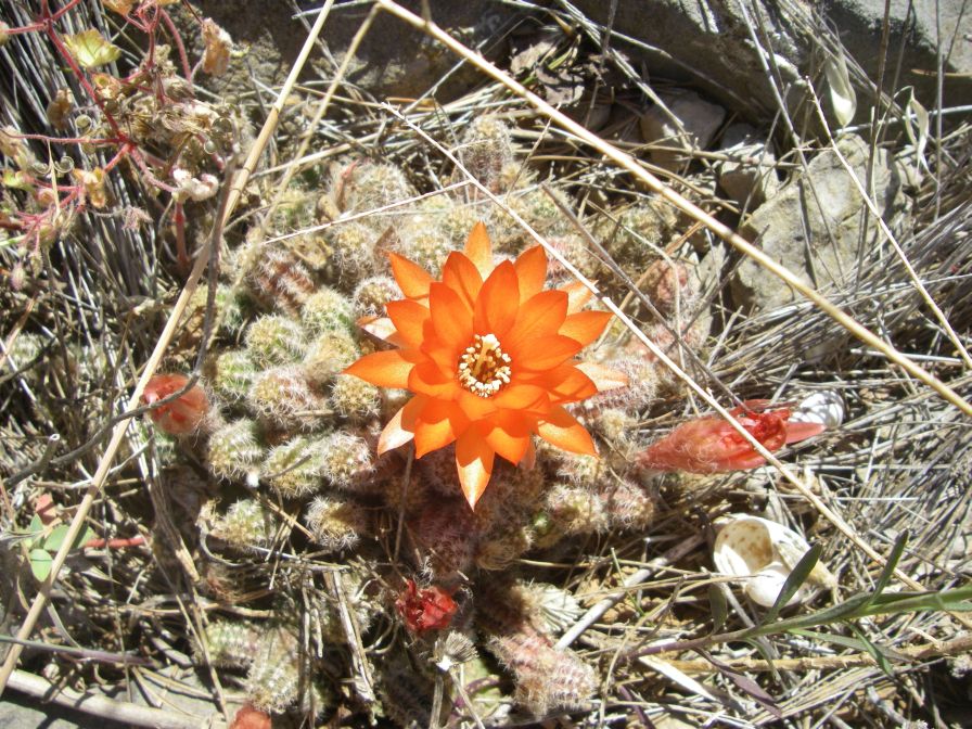 2009-05-29-058-Garden-Cactus
