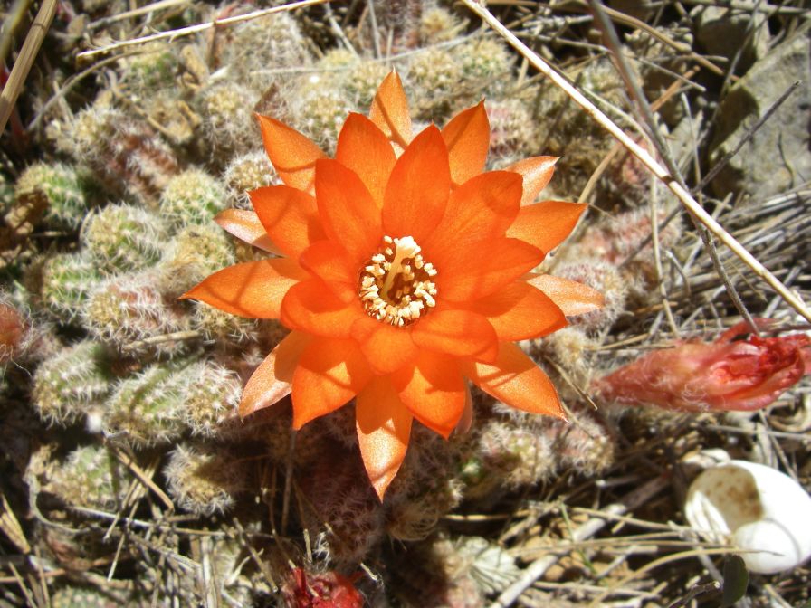 2009-05-29-059-Garden-Cactus