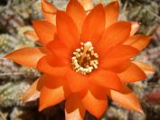 2009-05-29-060-Garden-Cactus