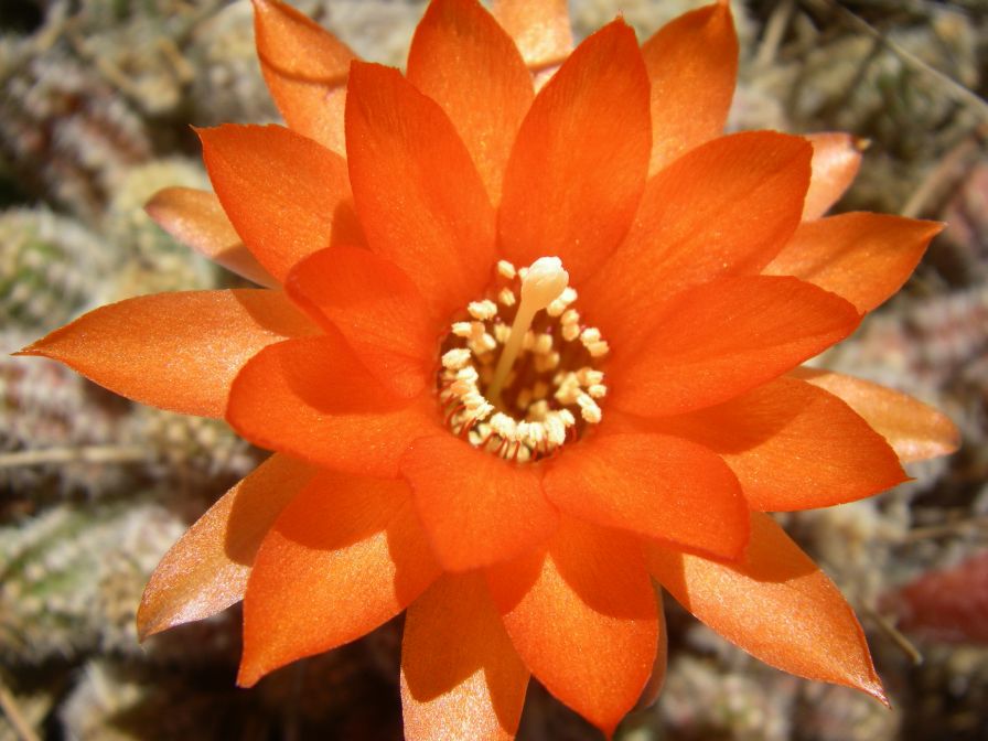 2009-05-29-060-Garden-Cactus